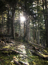 Hotel Viella - - Caranva